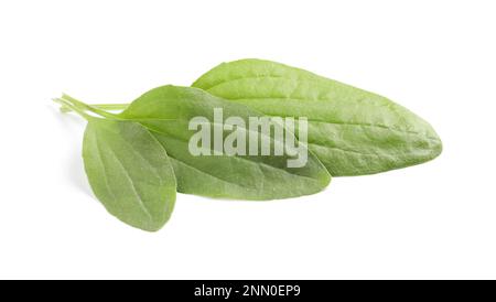 Feuilles de plantain à feuilles larges sur fond blanc. Herbe médicinale Banque D'Images