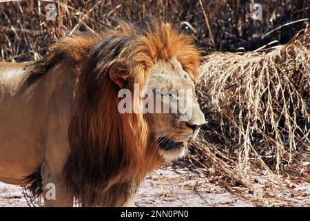 Lion dans la réserve naturelle de Fathala, Zoo au Sénégal, Afrique de l'Ouest Banque D'Images