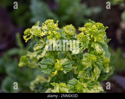 Feuilles vertes et jaunes et boutons de fleurs de cresson de terre variégée, Barbarea vulgaris 'Variegata' UK May Banque D'Images