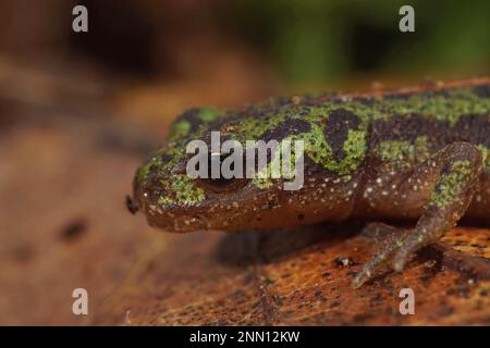 Gros plan détaillé du vert coloré, mais en danger de disparition, Triturus pygmaeus Banque D'Images