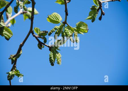 Fleurs printanières de mûrier noir, arbre de Morus nigra dans le jardin du Royaume-Uni Mai Banque D'Images