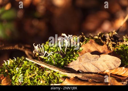 Feuilles tombées sur la mousse verte dans la forêt Banque D'Images