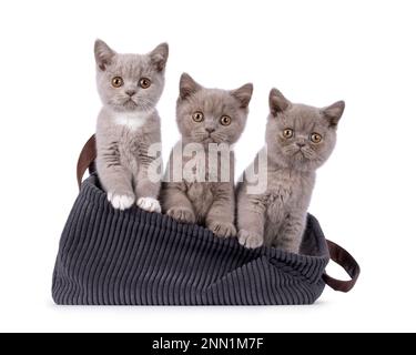 Rangée de 3 chatons de chats britanniques Shorthair, assis à côté de chacun dans un panier de corde côtelé. Tout en regardant vers l'appareil photo. Isolé sur un fond blanc. Banque D'Images