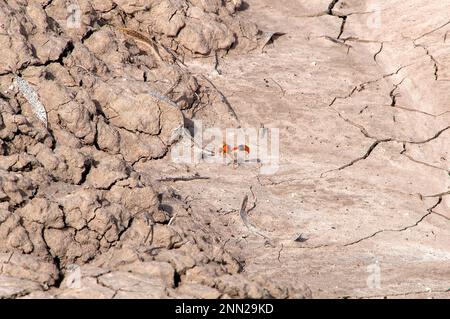 Meninne Austalia, guêpe orange potter contre la terre craquée Banque D'Images