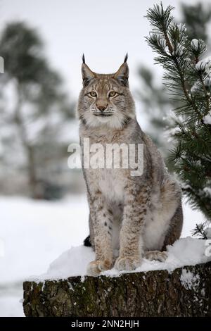 Le lynx s'est assis sur le point de vue et regarde autour. Banque D'Images