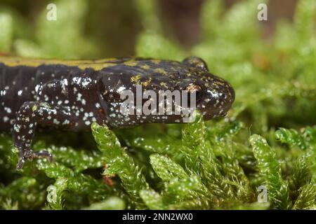 Gros plan détaillé sur une salamandre à bout long d'Amérique du Nord juveile, Ambystoma macrodactylum Banque D'Images