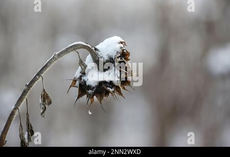 Lichtenstein, Allemagne. 25th févr. 2023. Un tournesol séché recouvert de neige se trouve dans un champ. Il a neigé pendant la nuit dans l'Alb. Souabe Credit: Thomas Warnack/dpa/Alay Live News Banque D'Images