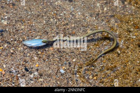 Natrix tessellata serpent d'eau sur la plage. Banque D'Images