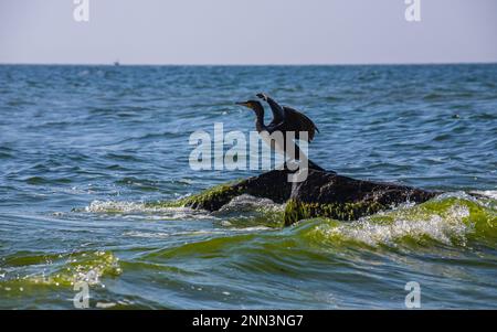 grand cormoran assis sur un rocher dans la mer. Banque D'Images