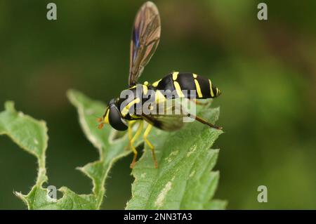 Gros plan naturel d'un superbe planque-colline sur une branche verte - Xanthogramma pedissequum assis dans la végétation verte Banque D'Images