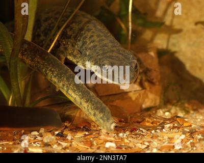 Gros plan détaillé sur une salamandre nervurée algérienne en danger aquatique, Pleurodeles nebulosus Banque D'Images