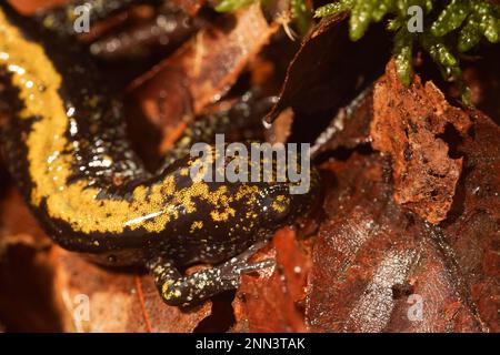 Gros plan détaillé sur une salamandre à bout long d'Amérique du Nord juveile, Ambystoma macrodactylum Banque D'Images