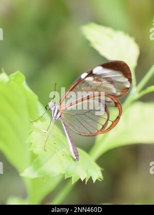 Glasswing butterfly Greta oto assis sur une feuille Banque D'Images