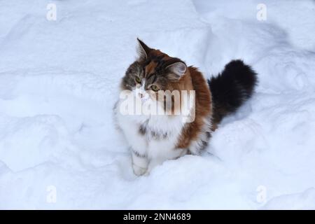 Tricolor purebreed Siberian chat en plein air dans la neige Banque D'Images