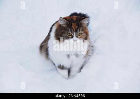Tricolor purebreed Siberian chat en plein air dans la neige Banque D'Images