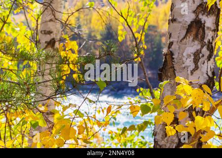 Rivière de montagne bleue visible à travers le feuillage et les troncs d'oiseaux. Écorce de feuilles d'automne jaunes de bouleau gros plan, foyer sélectif. Gros plan de tru bouleau Banque D'Images