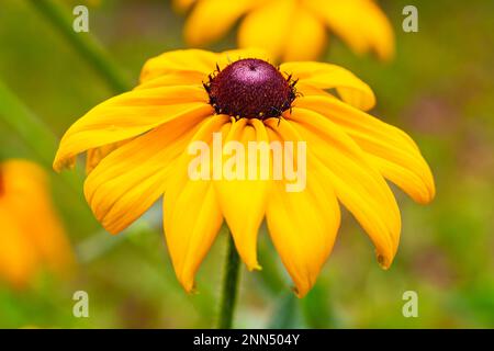 Gros plan jaune cône fleur yeux noirs Susans sur fond vert avec bokeh, mise au point sélective. jaune et orange avec le centre marron à oeils noirs susan fl Banque D'Images