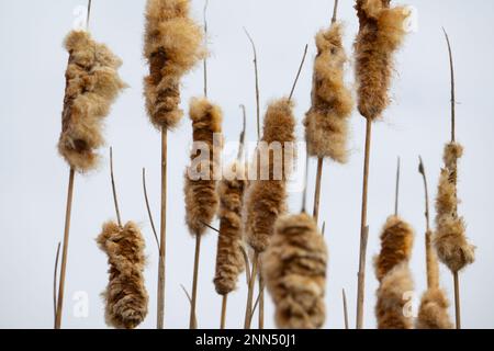 Queue molletonnée au début du printemps Banque D'Images