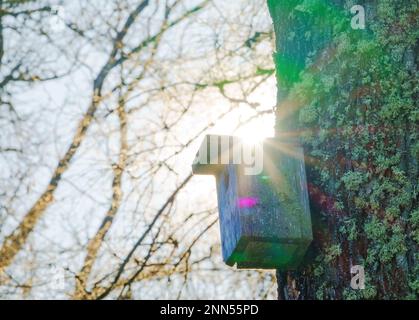 Une vieille maison d'oiseaux sur un arbre en attente de l'arrivée des étoiles Banque D'Images