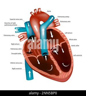 Diagramme du coeur humain. Flux sanguin à travers le cœur. Voies et circulation. Anatomie cardiaque Illustration de Vecteur