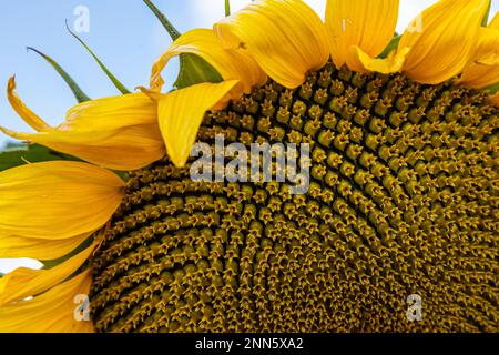 champ de ferme rural avec des têtes de disques sèches et mûres de tournesol commun prêtes pour la récolte, et une fleur tardive dans le ciel bleu d'été Banque D'Images