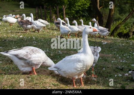 Oies domestiques lors d'une promenade dans la prairie. Banque D'Images