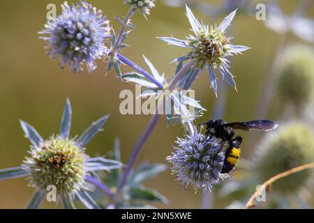 gros plan de l'abeille à bourdon sur le chardon violet ou Echinops bannaticus. Banque D'Images