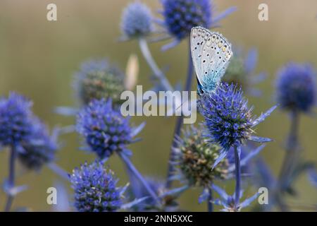 Fleur piquée. Fleurs de chardon bleu, Eryngium planum, eryngo bleu. Triches sauvages violettes fleuries. Papillon bleu sur une fleur bleue. Banque D'Images