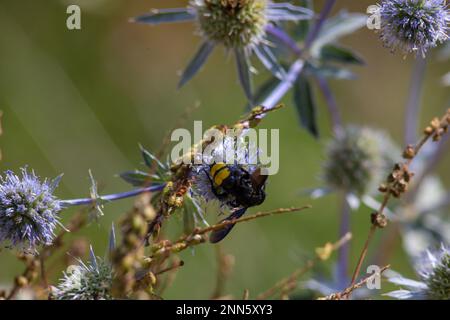 gros plan de l'abeille à bourdon sur le chardon violet ou Echinops bannaticus. Banque D'Images