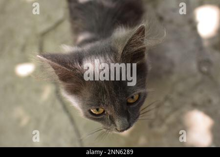 Portrait d'un jeune chat gris foncé avec de beaux yeux verts. Banque D'Images