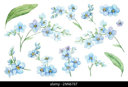Aquarelle Bleu Forget-me-nots. Pièces de fleurs de verdure. Illustration aquarelle dessinée à la main. Éléments décoratifs. Banque D'Images