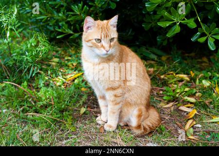 Chat de gingembre Tabby adulte en plein air - détendu dans le vert Banque D'Images