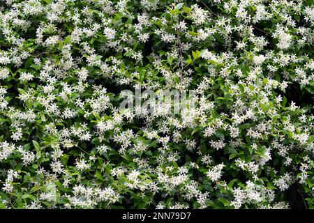 Buissons de jasmin parfumé pendant la floraison au printemps. Banque D'Images