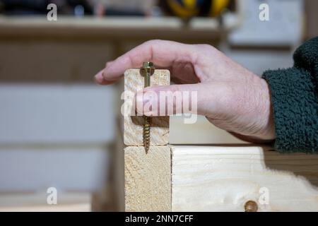 charpentier de charpentier tenant le boulon d'entraîneur en métal positionné pour tester la jauge et la profondeur contre une section de bois scié Banque D'Images