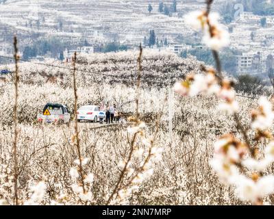 BIJIE, CHINE - 25 FÉVRIER 2023 - les touristes voient les cerisiers en fleur dans le village de Taoying de Bijie City, dans la province de Guizhou, dans le sud-ouest de la Chine Banque D'Images