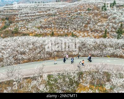 BIJIE, CHINE - 25 FÉVRIER 2023 - les touristes voient les cerisiers en fleur dans le village de Taoying de Bijie City, dans la province de Guizhou, dans le sud-ouest de la Chine Banque D'Images