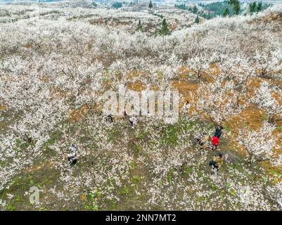 BIJIE, CHINE - 25 FÉVRIER 2023 - les touristes voient les cerisiers en fleur dans le village de Taoying de Bijie City, dans la province de Guizhou, dans le sud-ouest de la Chine Banque D'Images