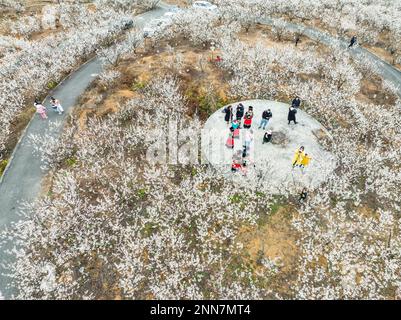 BIJIE, CHINE - 25 FÉVRIER 2023 - les touristes voient les cerisiers en fleur dans le village de Taoying de Bijie City, dans la province de Guizhou, dans le sud-ouest de la Chine Banque D'Images