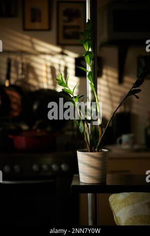 Intérieur avec usine ZZ et poteau métallique en avant-plan latéral et arrière-plan sombre flou de la cuisine et du soleil à travers les stores Banque D'Images