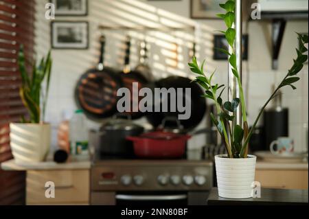 Intérieur avec usine ZZ et poteau métallique en avant-plan latéral et flou fond lumineux de la cuisine et du soleil à travers les stores Banque D'Images