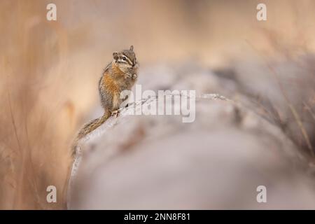 Chipmunk debout sur une bûche. Banque D'Images