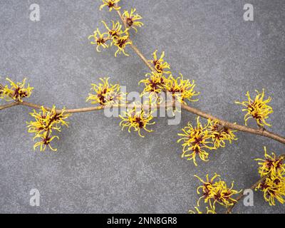 Image rapprochée de la belle fleur printanière Hamamelis Mollis, également connue sous le nom de fleurs jaunes de Witch Hazel. Sur un fond gris en pierre. Banque D'Images