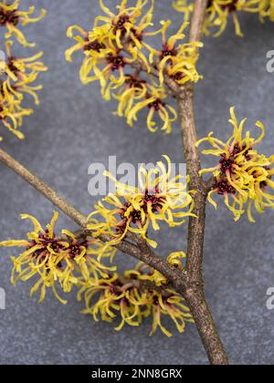 Gros plan de la belle fleur de printemps Hamamelis Mollis sur un mélange de gris souterrain. Il est également connu sous le nom de fleurs jaunes de Witch Hazel. Banque D'Images