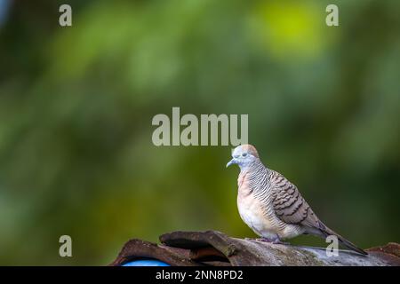 Une colombe tachetée (Spilopelia chinensis) est un petit pigeon à queue un peu longue perché sur une tuile de toit, sur fond de feuillage vert flou Banque D'Images