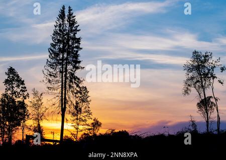 Lever de soleil coloré en forêt. silhouettes d'arbres contre un ciel lumineux Banque D'Images