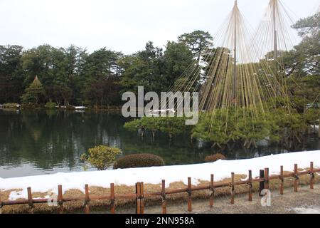 Yukitsuri (neige suspendue) du jardin Kenrokuen avec neige à Kanazawa, Japon Banque D'Images