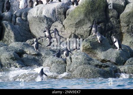 Les pingouins d'Adelie nichent sur l'île danger en Antarctique Banque D'Images