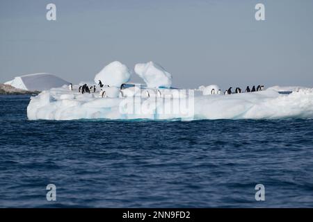 Pingouins d'Adelie sur une banquise - Antarctique Banque D'Images