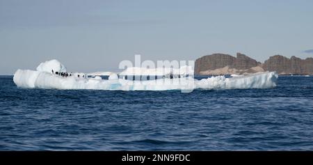 Pingouins d'Adelie sur une banquise - Antarctique Banque D'Images