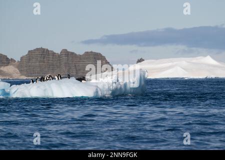 Pingouins d'Adelie sur une banquise - Antarctique Banque D'Images